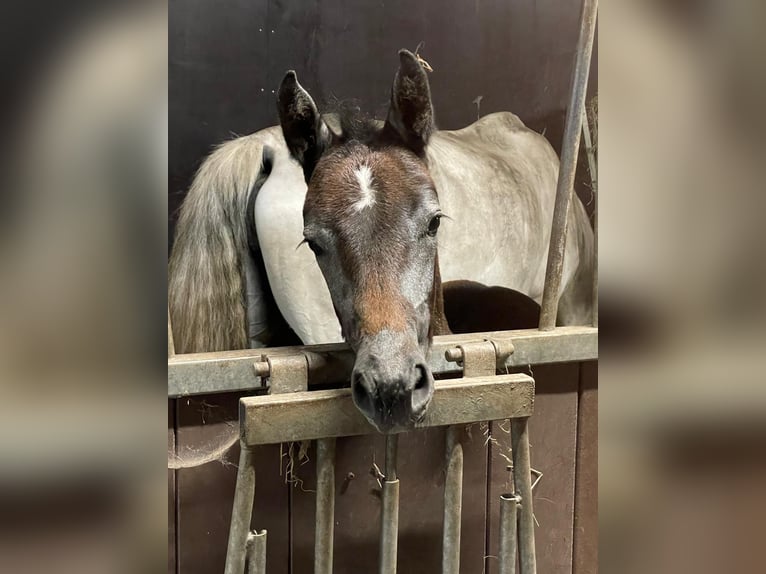 Oldenburger Springpaard Merrie veulen (04/2024) 170 cm Schimmel in Nordhorn