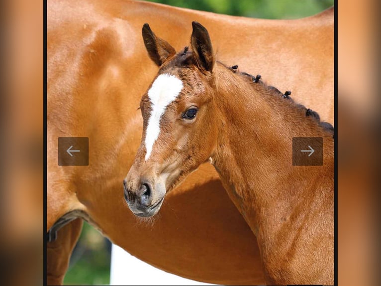 Oldenburger Springpaard Merrie Veulen (03/2025) 172 cm Bruin in Glaubitz