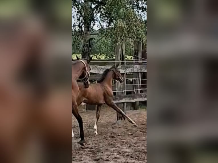 Oldenburger Springpaard Merrie Veulen (06/2026) 172 cm Donkerbruin in NORDHORN
