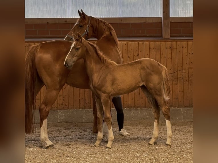 Oldenburger Springpaard Merrie Veulen (03/2025) 172 cm Donkere-vos in Barver