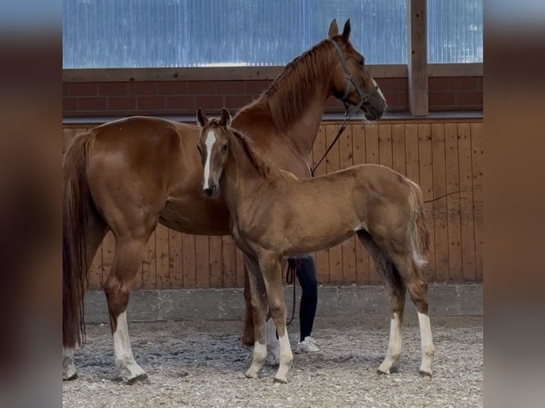 Oldenburger Springpaard Merrie Veulen (03/2025) 172 cm Donkere-vos in Barver