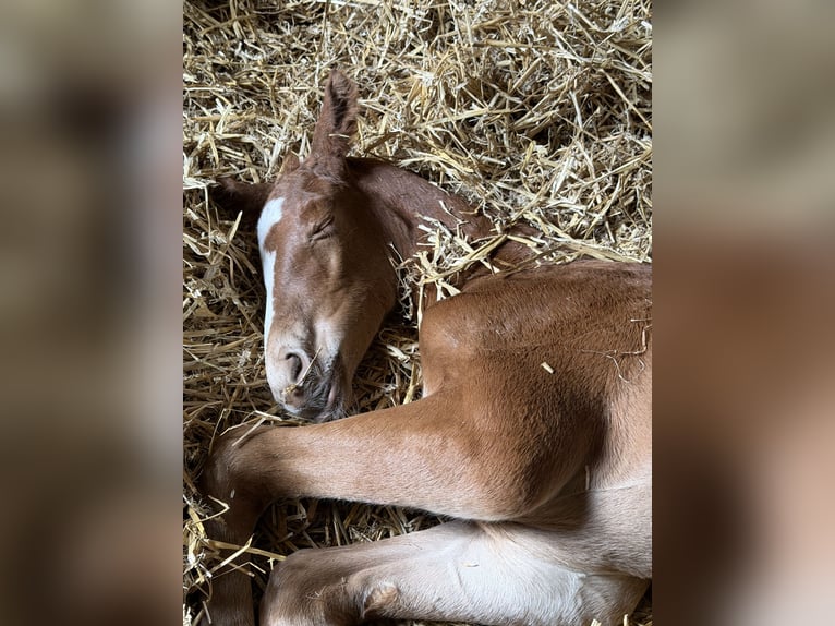 Oldenburger Springpaard Merrie Veulen (06/2026) 175 cm kan schimmel zijn in Hanerau-Hademarschen
