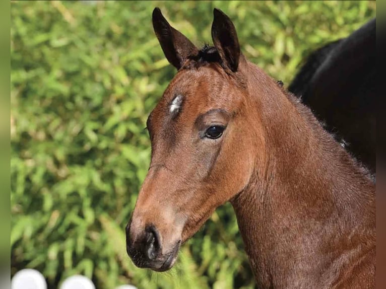Oldenburger Springpaard Merrie Veulen (03/2025) Bruin in Bakum