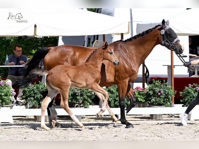 Oldenburger Springpaard Merrie  Bruin in Berne