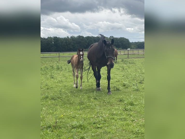 Oldenburger Springpaard Merrie Veulen (05/2026) Bruin in Versmold