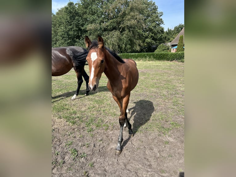 Oldenburger Springpaard Merrie Veulen (05/2026) Bruin in Versmold