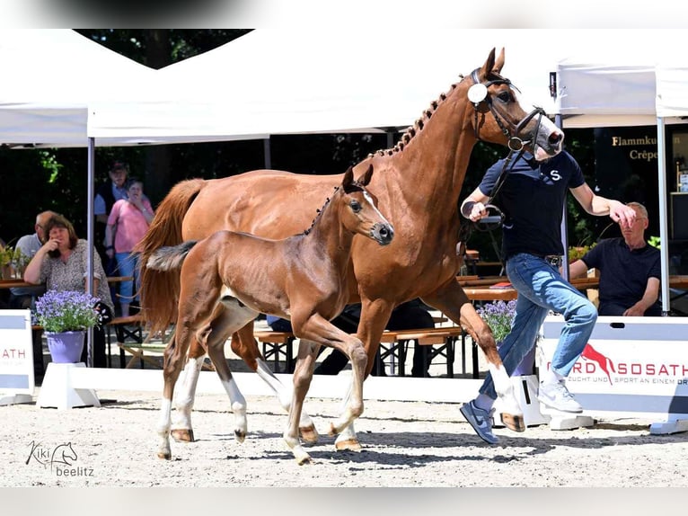 Oldenburger Springpaard Merrie  Bruin in Lemwerder