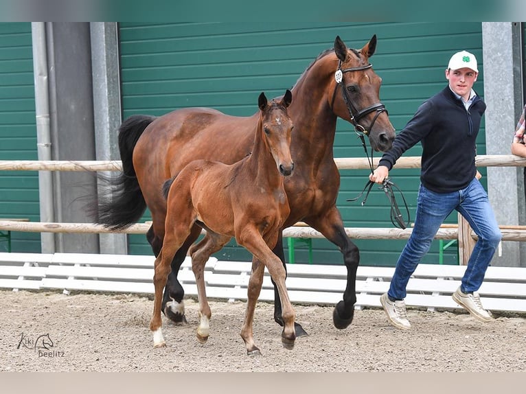 Oldenburger Springpaard Merrie veulen (04/2024) Bruin in Holdorf