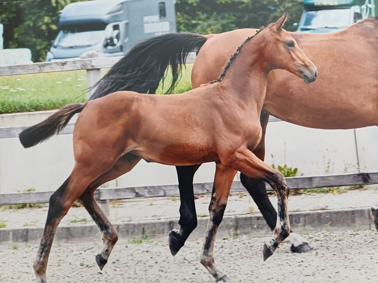 Oldenburger Springpaard Merrie Veulen (05/2025) Bruin in Hude (Oldenburg)