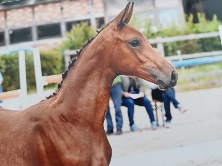Oldenburger Springpaard Merrie Veulen (05/2025) Bruin in Hude (Oldenburg)