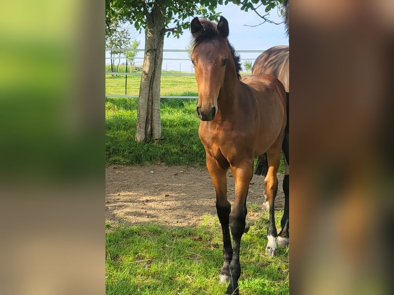 Oldenburger Springpaard Merrie veulen (04/2024) Bruin in Lautertal