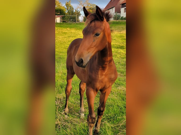 Oldenburger Springpaard Merrie veulen (04/2024) Bruin in Lautertal