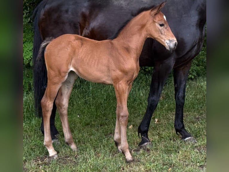 Oldenburger Springpaard Merrie Veulen (05/2026) Bruin in Löningen