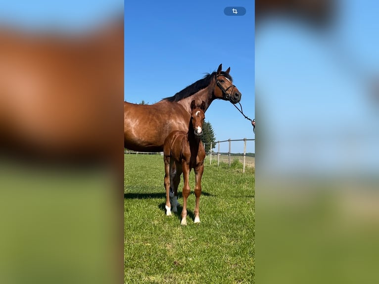 Oldenburger Springpaard Merrie  Bruin in Molbergen