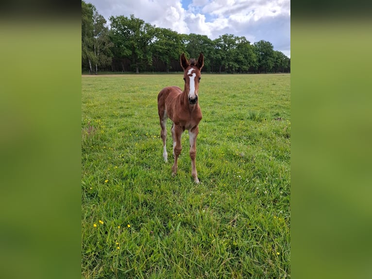 Oldenburger Springpaard Merrie  Bruin in Osnabr&#xFC;ck