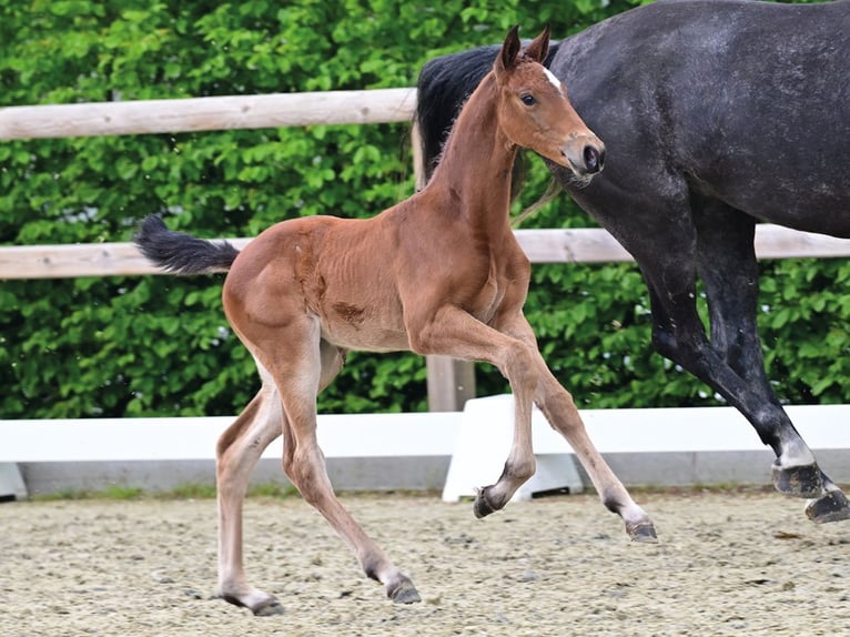 Oldenburger Springpaard Merrie Veulen (04/2026) Bruin in Vechta