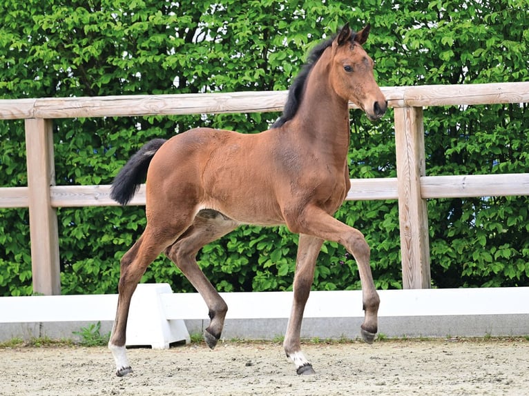 Oldenburger Springpaard Merrie Veulen (03/2026) Bruin in Vechta