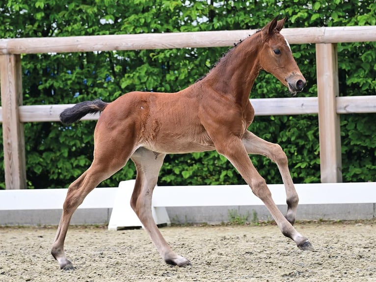Oldenburger Springpaard Merrie Veulen (04/2026) Bruin in Vechta