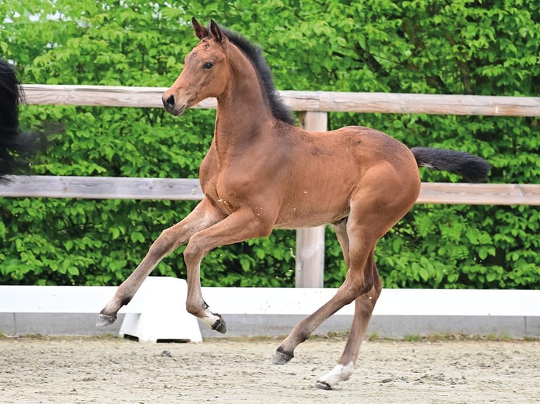 Oldenburger Springpaard Merrie Veulen (03/2026) Bruin in Vechta