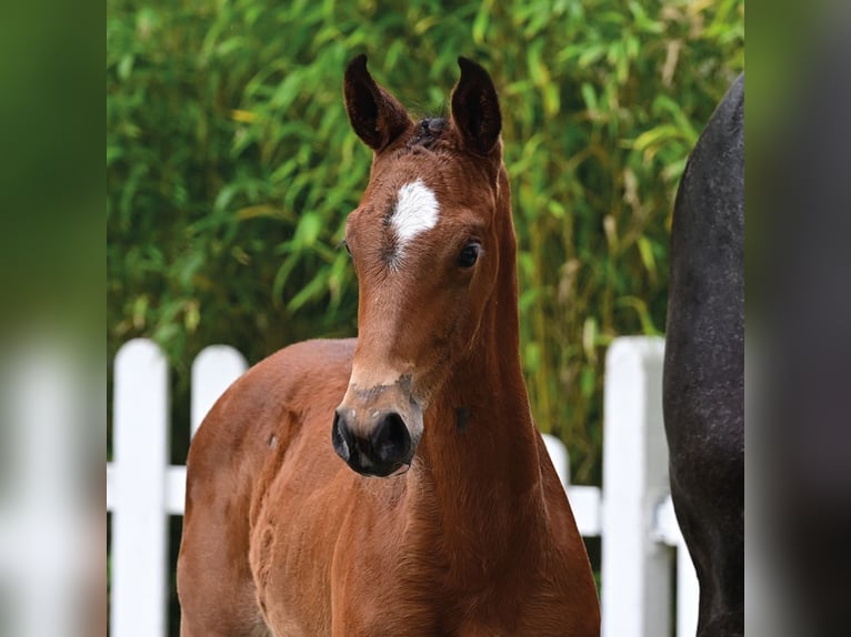 Oldenburger Springpaard Merrie Veulen (04/2026) Bruin in Vechta