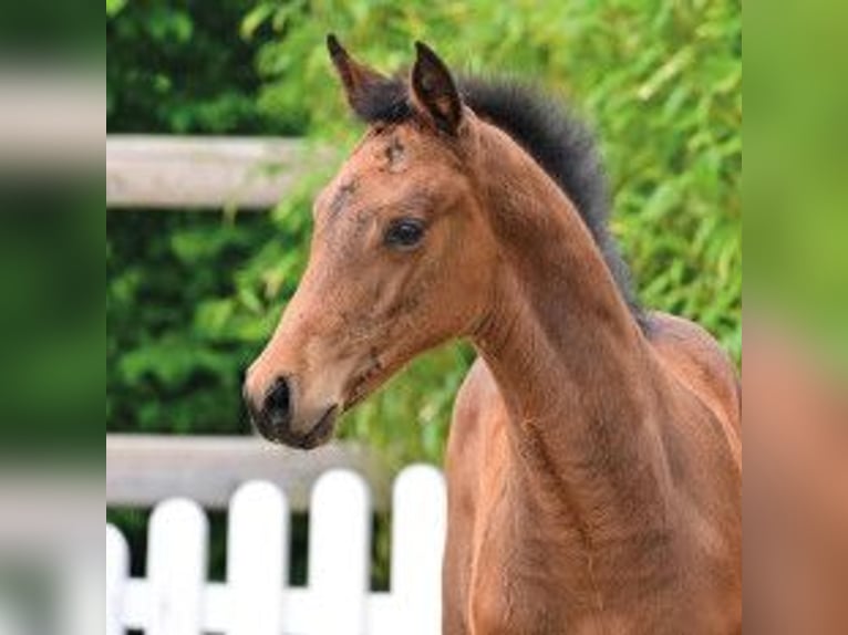 Oldenburger Springpaard Merrie Veulen (03/2026) Bruin in Vechta