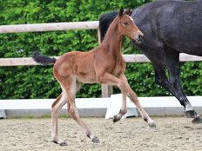 Oldenburger Springpaard Merrie Veulen (04/2026) Bruin in Vechta