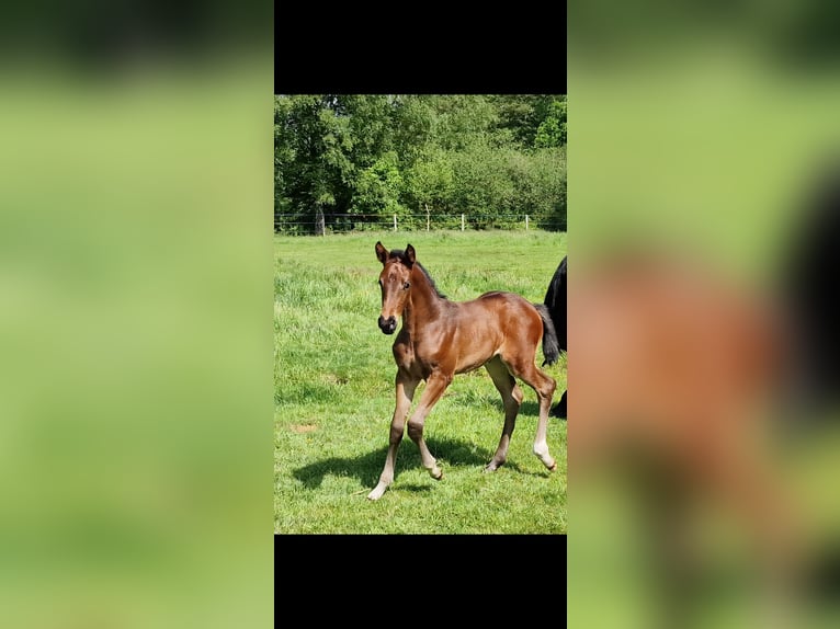 Oldenburger Springpaard Merrie Veulen (05/2026) Donkerbruin in Emstek