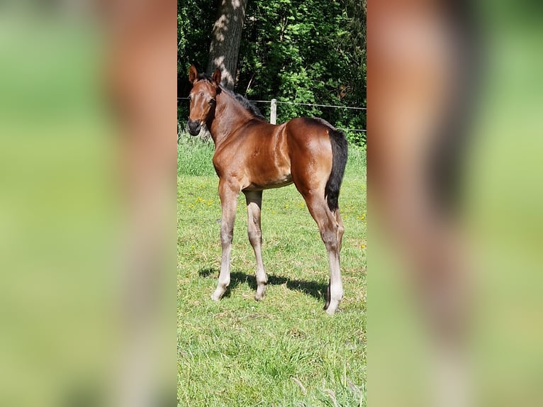 Oldenburger Springpaard Merrie Veulen (05/2026) Donkerbruin in Emstek