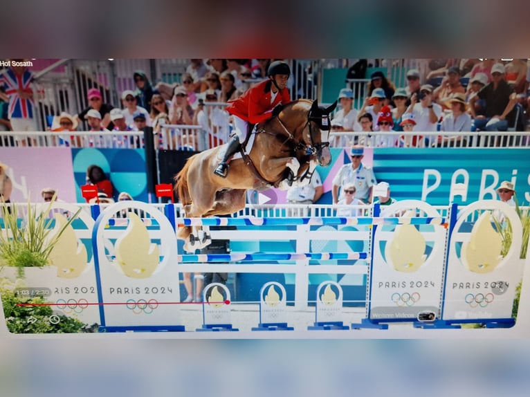 Oldenburger Springpaard Merrie Veulen (05/2026) Donkerbruin in Emstek