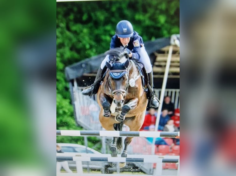 Oldenburger Springpaard Merrie Veulen (05/2026) Donkerbruin in Emstek