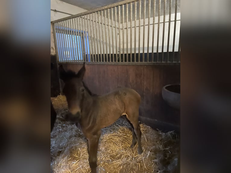 Oldenburger Springpaard Merrie Veulen (04/2025) Donkerbruin in Eggerm&#xFC;hlen