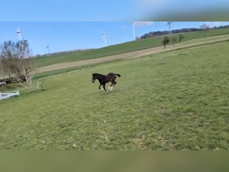 Oldenburger Springpaard Merrie Veulen (02/2026) Donkerbruin in Morbach