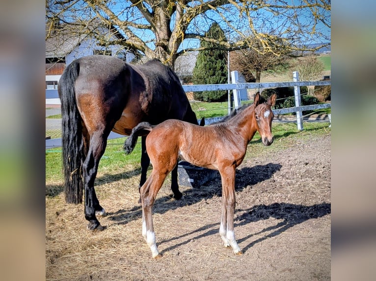 Oldenburger Springpaard Merrie Veulen (02/2026) Donkerbruin in Morbach