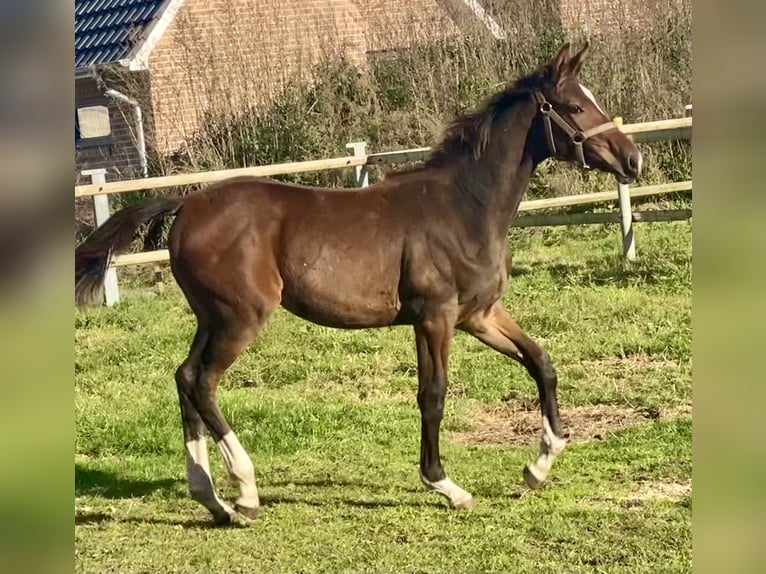 Oldenburger Springpaard Merrie veulen (04/2024) Donkerbruin in Garrel