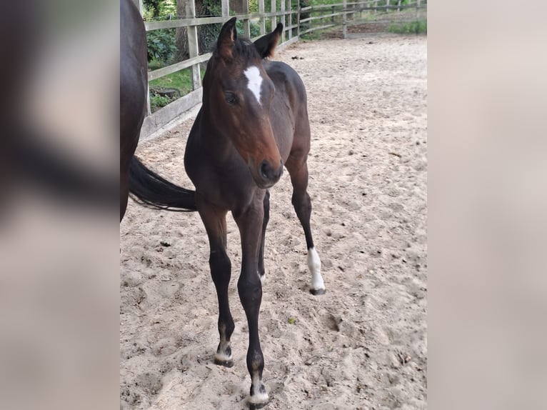 Oldenburger Springpaard Merrie Veulen (06/2025) Donkerbruin in L&#xF6;ningen