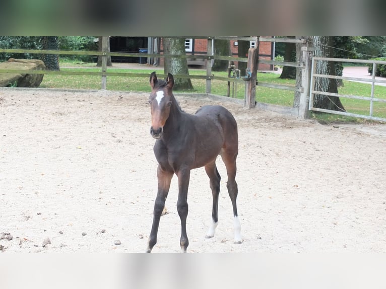 Oldenburger Springpaard Merrie Veulen (06/2025) Donkerbruin in L&#xF6;ningen