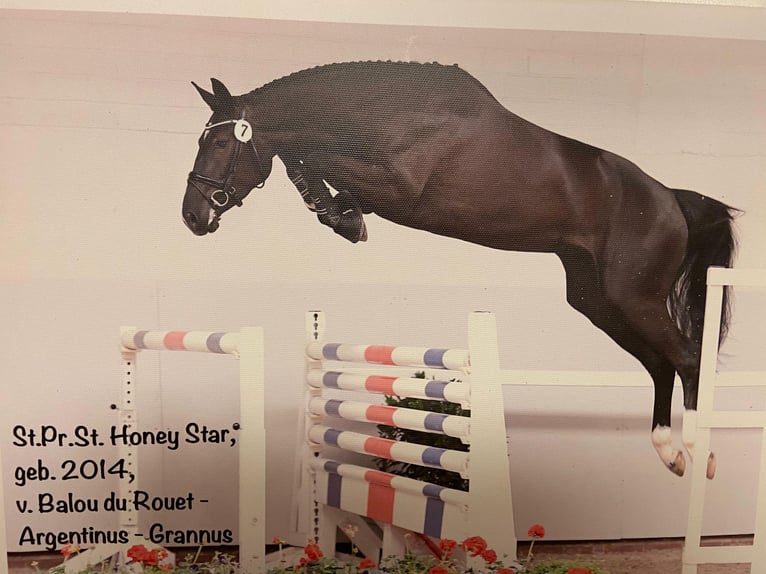 Oldenburger Springpaard Merrie Veulen (05/2025) Donkerbruin in L&#xF6;ningen