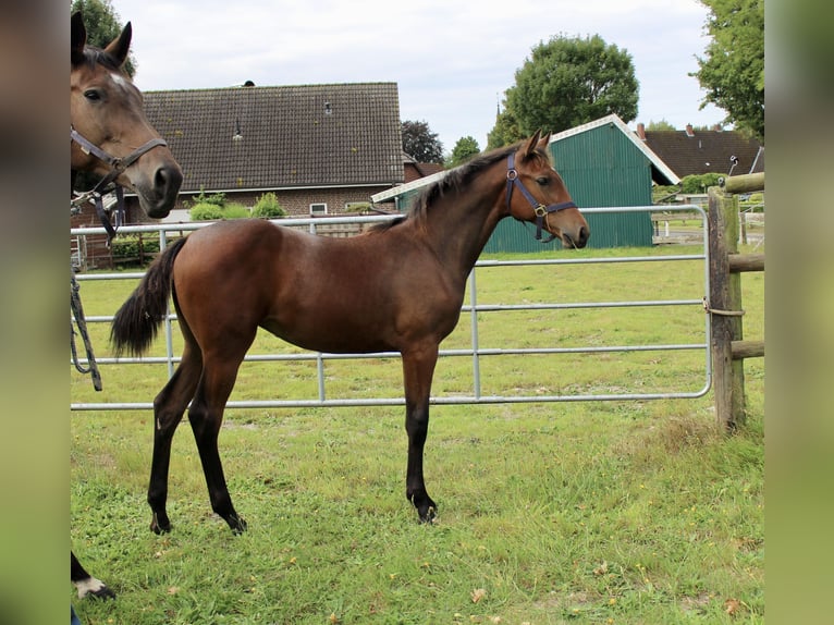Oldenburger Springpaard Merrie Veulen (03/2025) Donkerbruin in Zetel