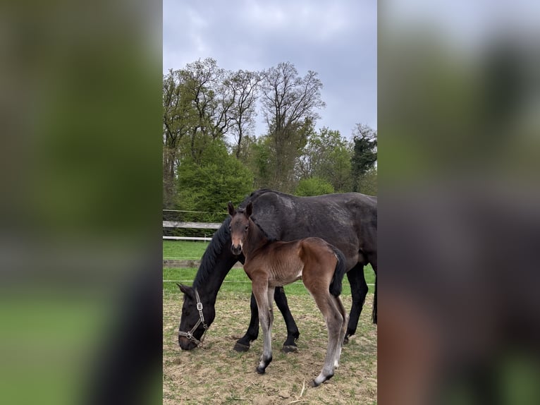 Oldenburger Springpaard Merrie  Donkerbruin in Hude (Oldenburg)