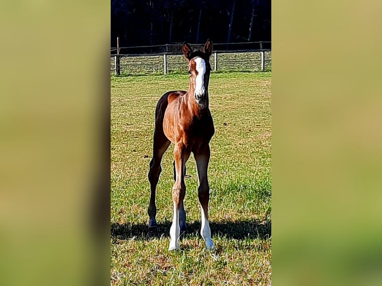 Oldenburger Springpaard Merrie Veulen (05/2025) Donkerbruin in Molbergen