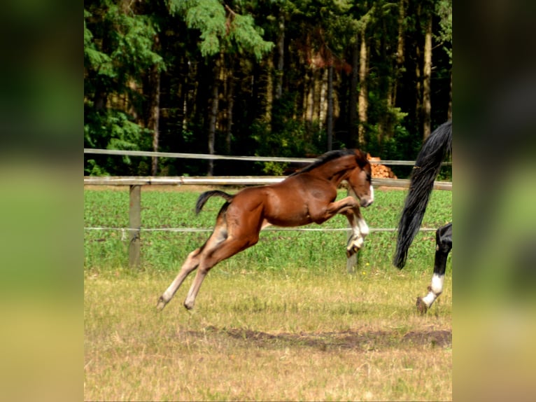 Oldenburger Springpaard Merrie Veulen (05/2025) Donkerbruin in Molbergen