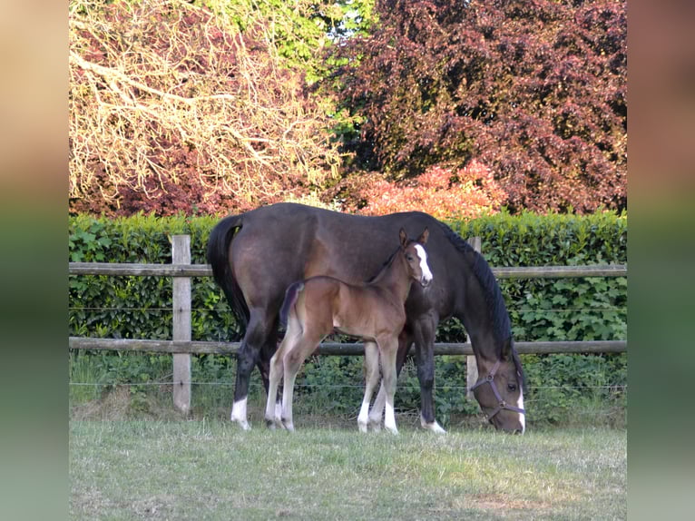 Oldenburger Springpaard Merrie Veulen (05/2025) Donkerbruin in Molbergen