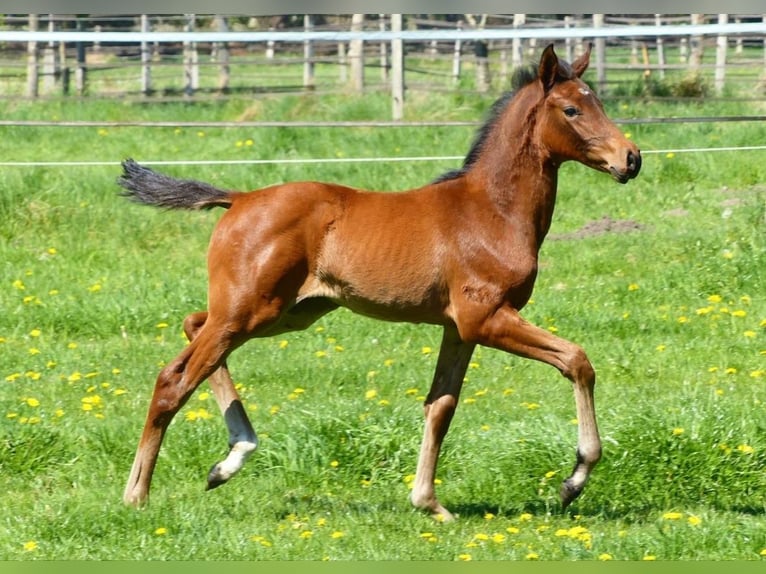 Oldenburger Springpaard Merrie  Donkerbruin in Warmsen