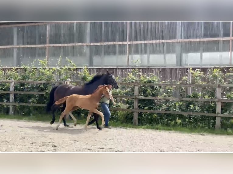 Oldenburger Springpaard Merrie Veulen (04/2025) Donkere-vos in L&#xF6;ningen