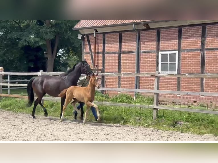Oldenburger Springpaard Merrie Veulen (04/2025) Donkere-vos in L&#xF6;ningen