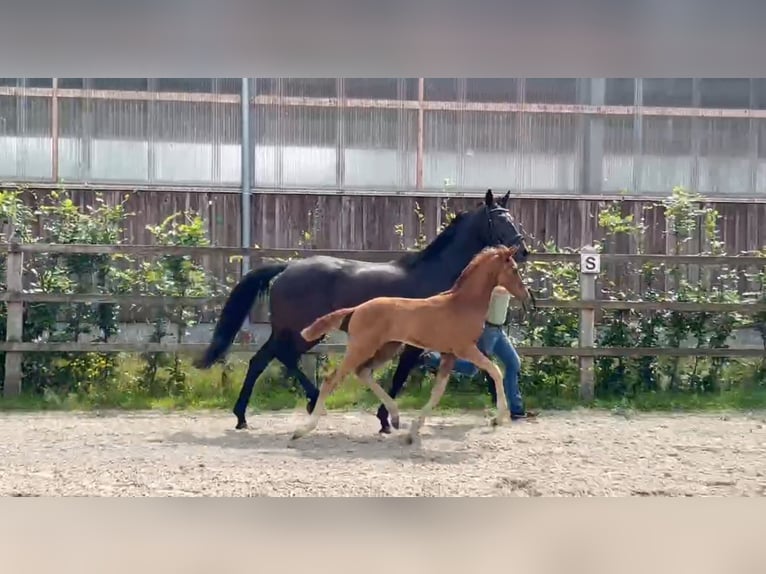 Oldenburger Springpaard Merrie Veulen (04/2025) Donkere-vos in L&#xF6;ningen