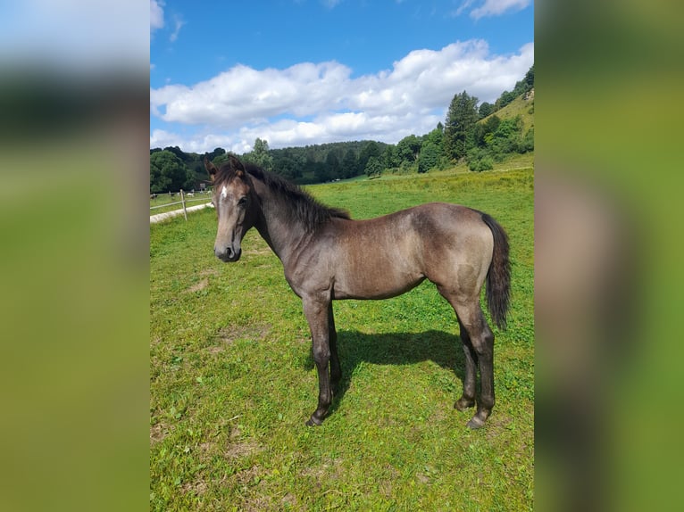 Oldenburger Springpaard Merrie Veulen (03/2025) kan schimmel zijn in Gomadingen