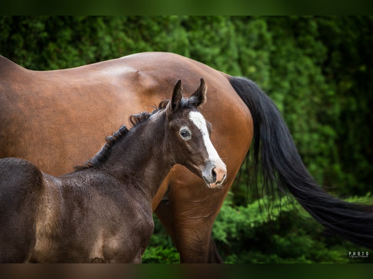 Oldenburger Springpaard Merrie Veulen (07/2026) Schimmel in Włocławek
