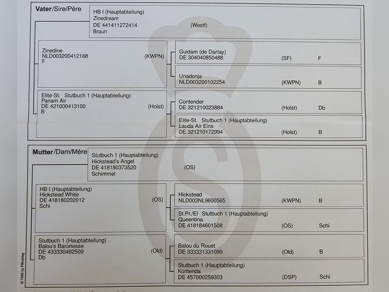 Oldenburger Springpaard Merrie veulen (04/2024) in Töplitz