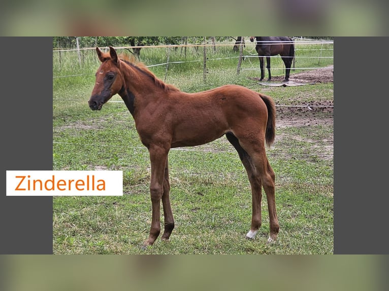 Oldenburger Springpaard Merrie veulen (04/2024) in Töplitz